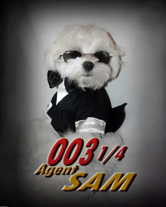 Agent Sam