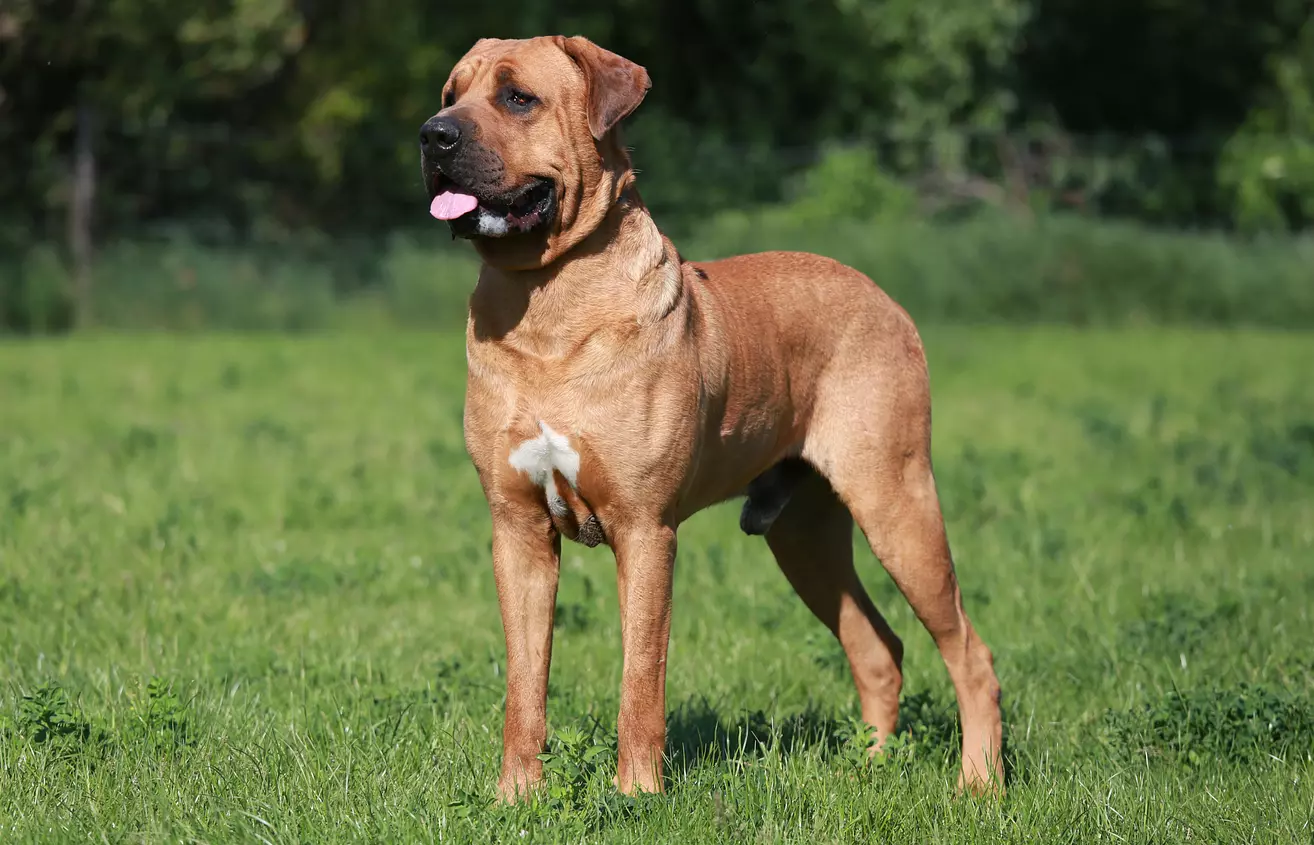 Japanese Tosa Dog Standing ...