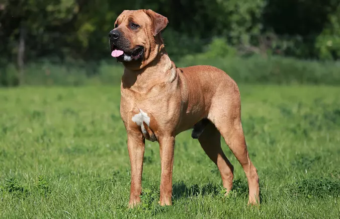 Japanese Tosa Dog Standing ...