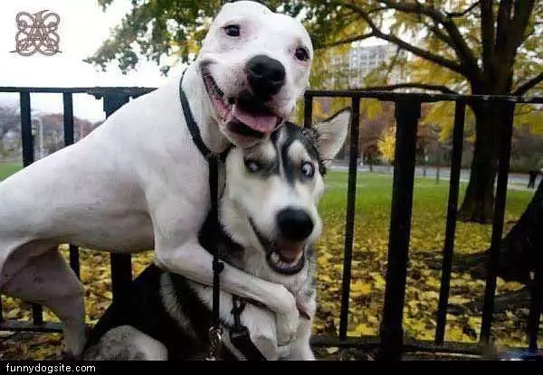 Dogs Are Friends