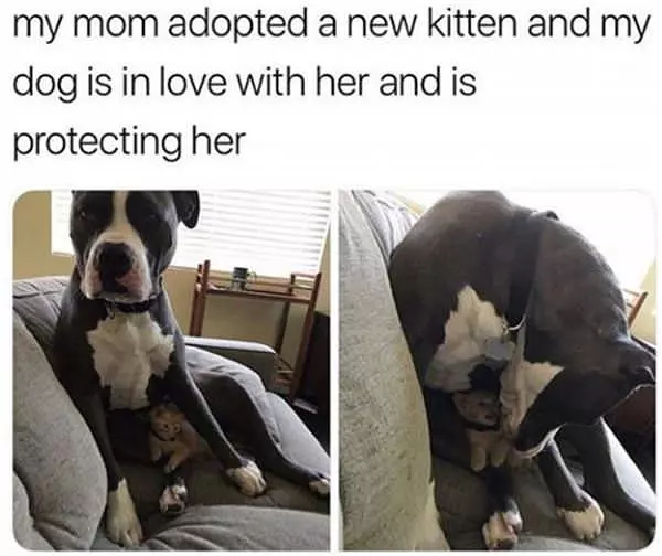 Protecting The Kitten