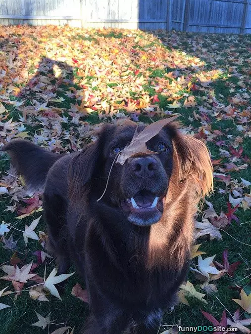 Fall Makes Me Happy