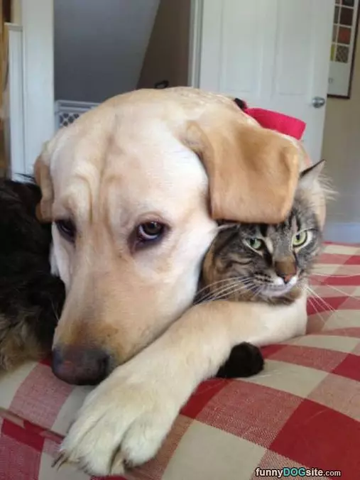 Great Buddies
