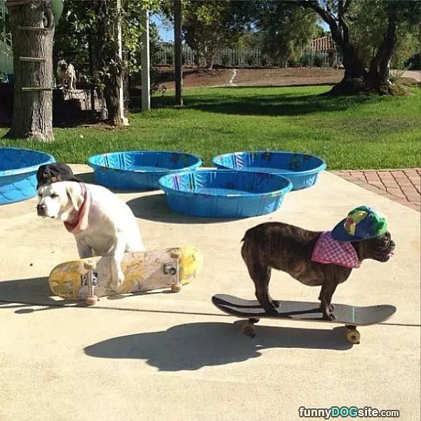 Skate Park