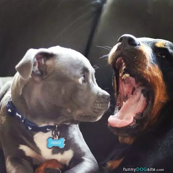 Please Brush Your Teeth