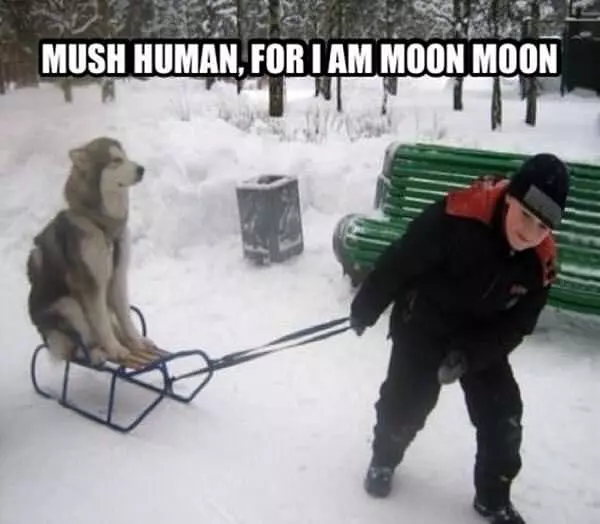 Mush Human