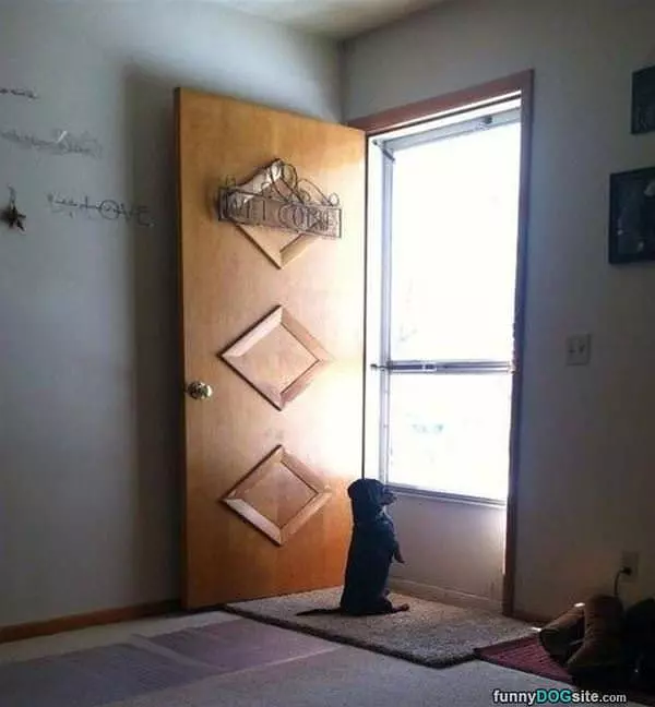 Waiting For Hoooman