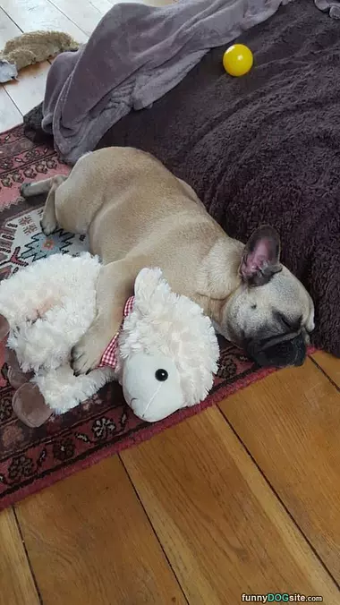 Cuddle Buddy