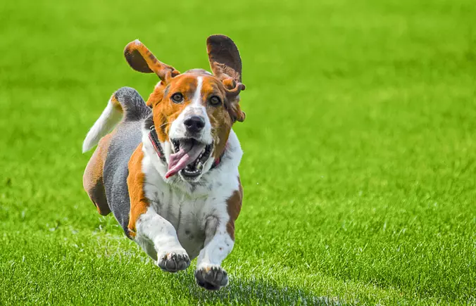 Basset Hound running