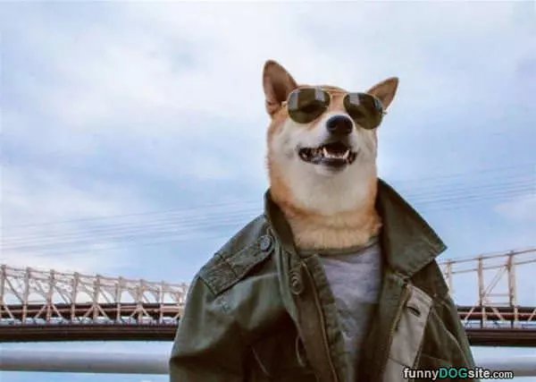 The Coolest Dog Ever