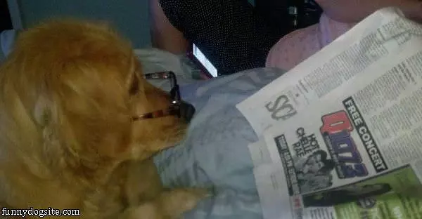 Current Events Dog