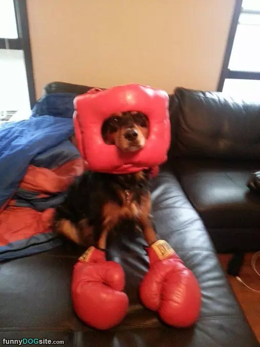Lets Box