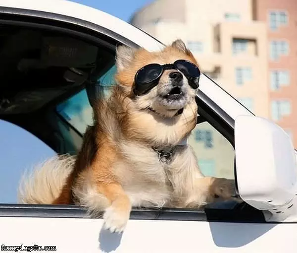 Love My Car Rides