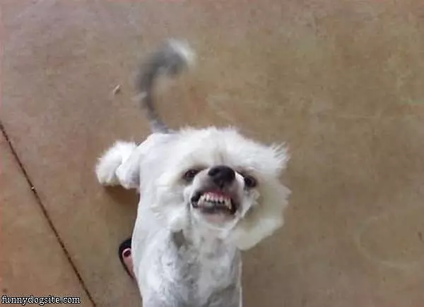 My Grrrrr Face