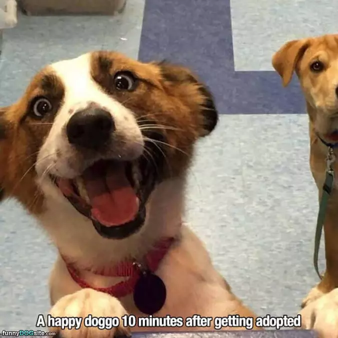 A Happy Doggo