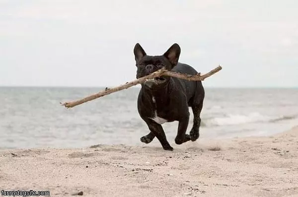 Dog Fetching