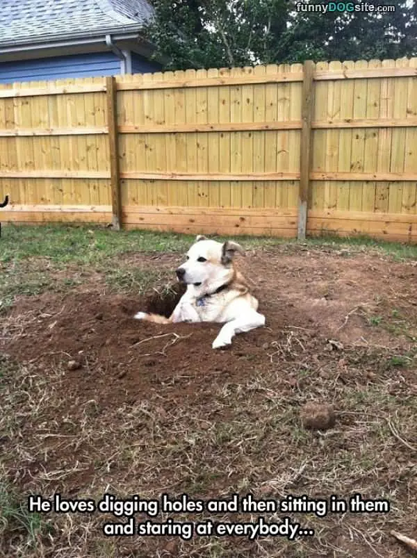 Hole Digging Dog