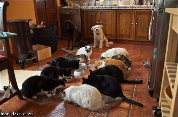 The Cats Are Hungry