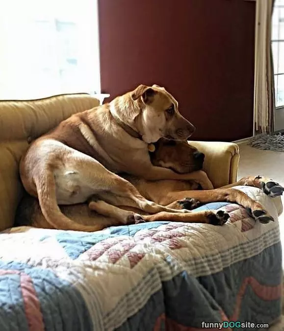 Buddies For Life