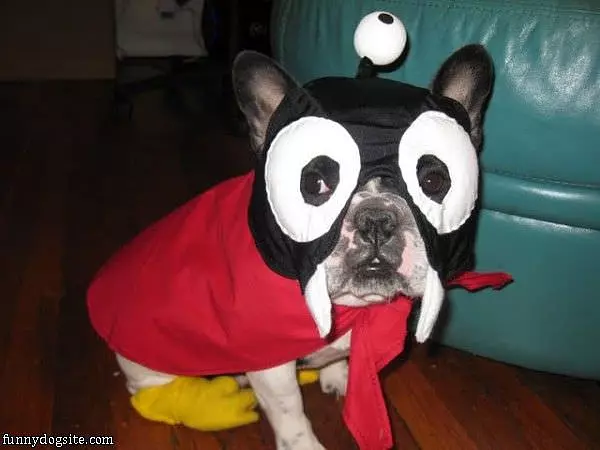 Poor Dog