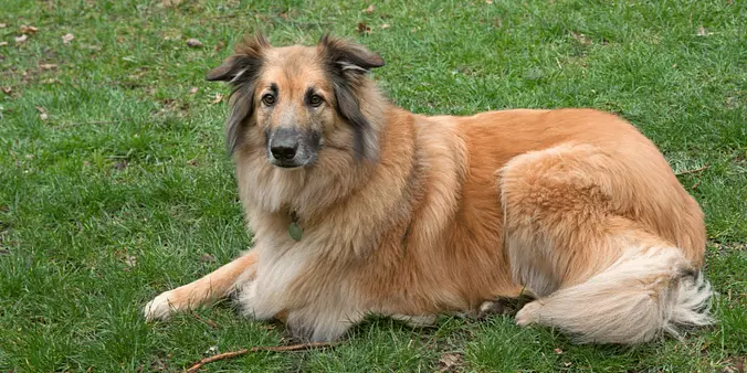 Belgian Tervuren