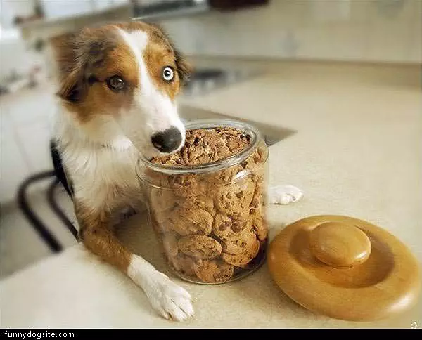 The Cookie Jar