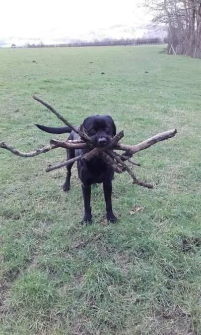 This Dog Loves Playing Fetch
