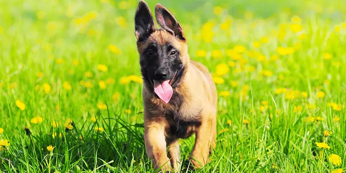 Belgian Sheepdog puppy