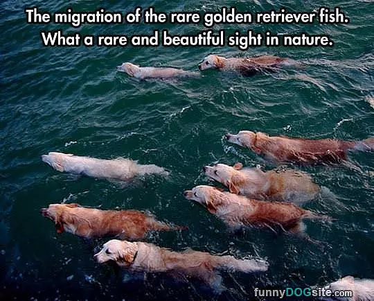 Golden Retriever Fish