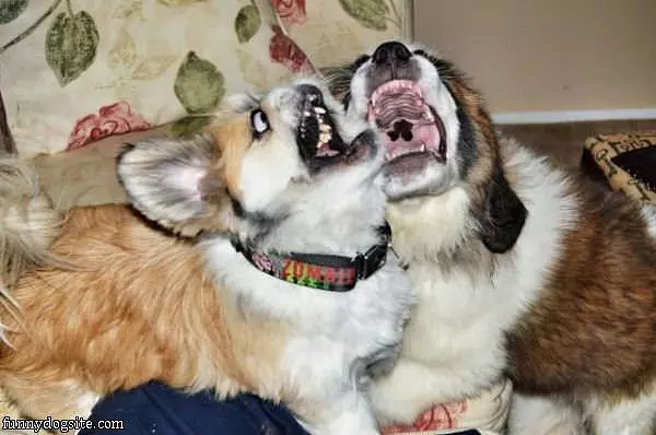 Rawrr Rawrr