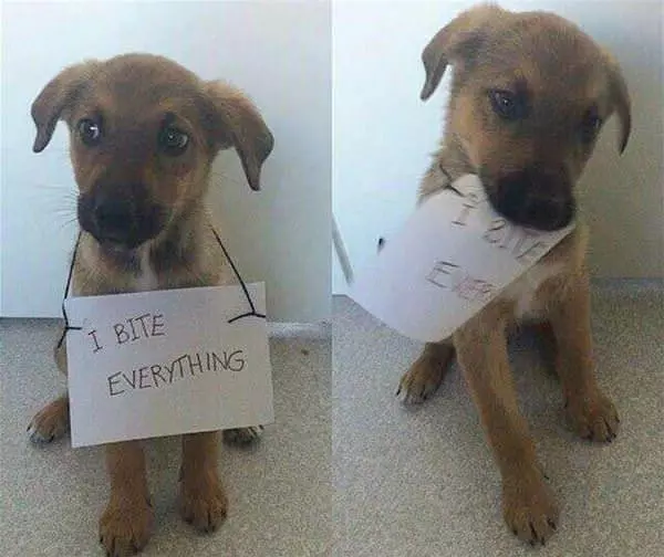 I Bite Everything
