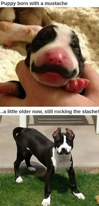 Nice Mustache