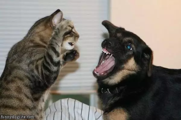 Want To Fight