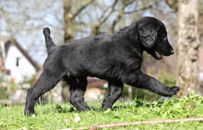 Flat-Coated Retriever