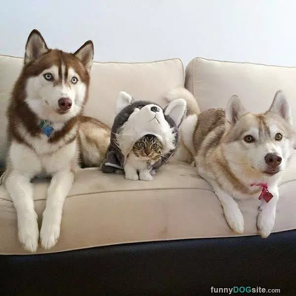 3 Dogs