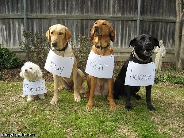 Real Estate Agent Dogs