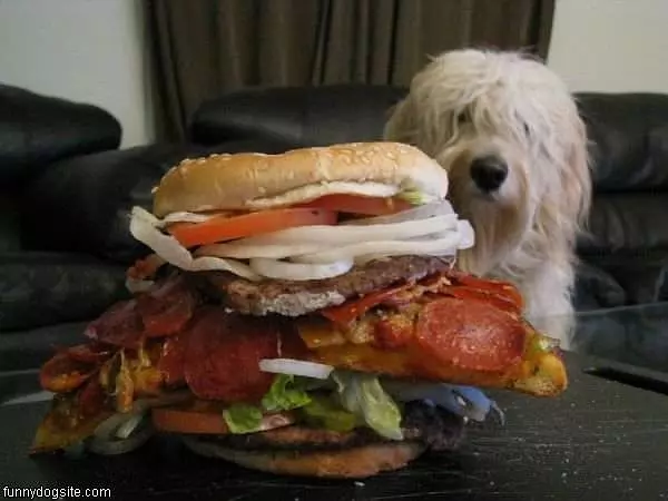 Can I Has