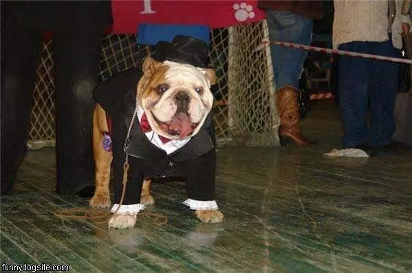 All Dressed Up