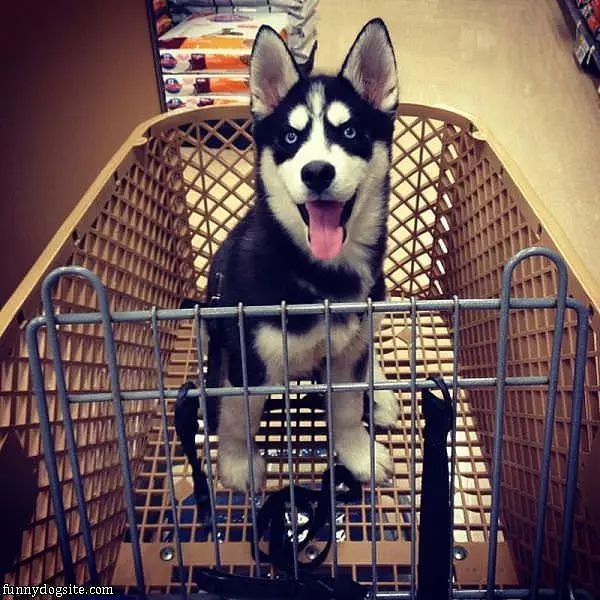 That Is A Happy Puppy