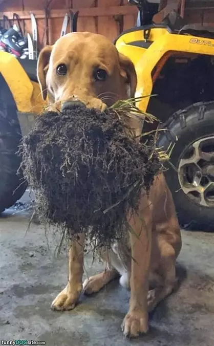 Fetched The Stick