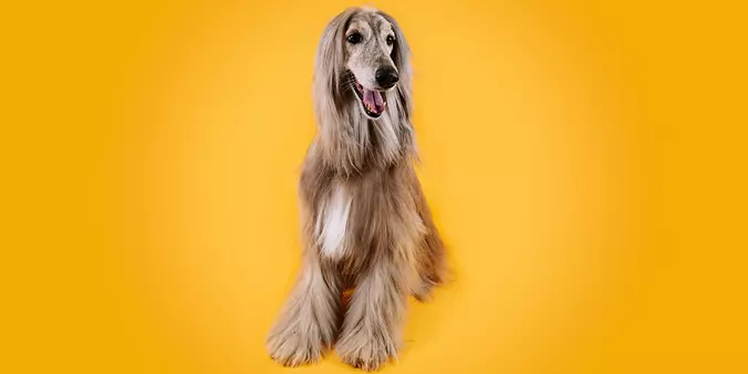 Afgan Hound brown and white...