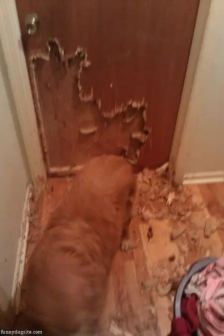 Eating The Door
