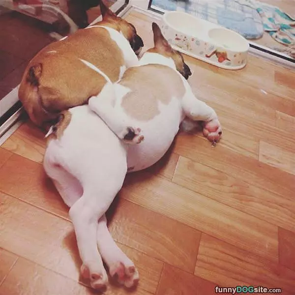 Piggy Back
