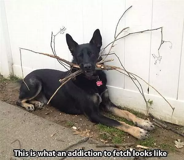 Addiction To Fetch