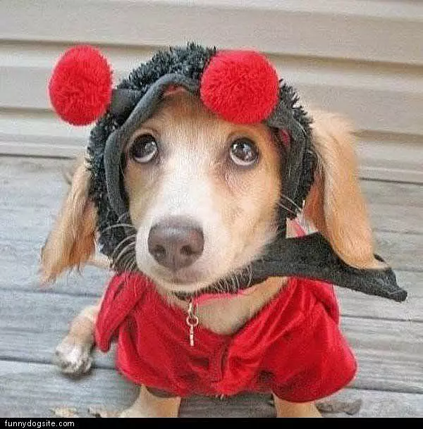 Poor Dog