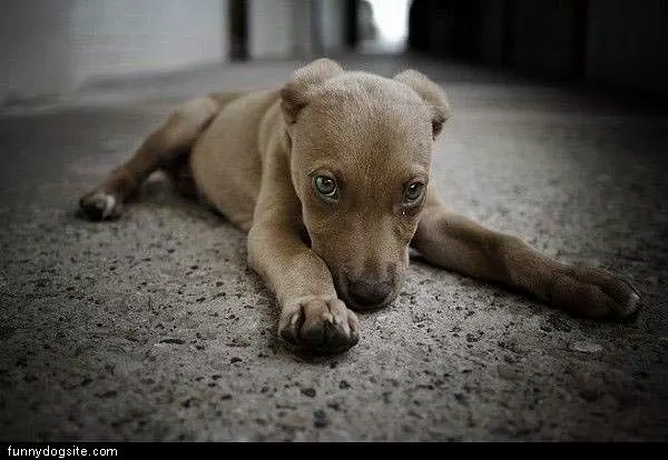 Cute Eyes