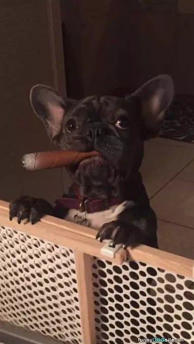 Cigar Chew Toy