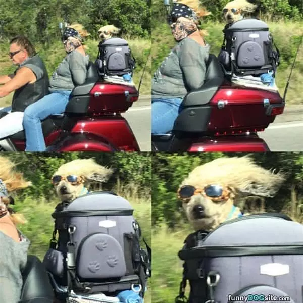 Awesome Road Trip