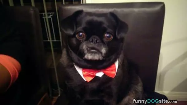 All Dressed Up