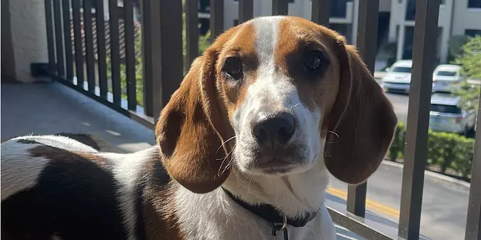 Beagle Dog